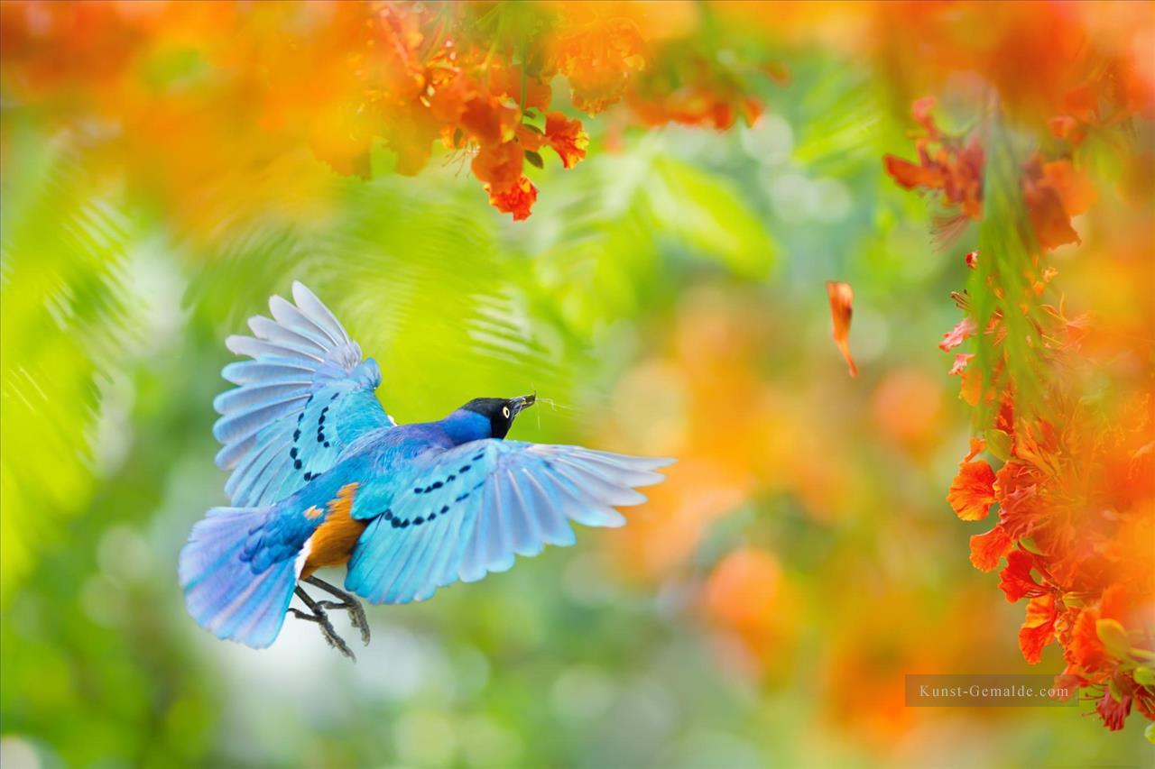 Blauer Kolibri im roten Blumen Malerei von Fotos zu Kunst Ölgemälde